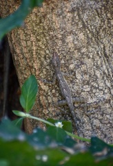 Anolis argenteolus