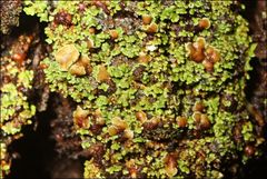 Psoroma asperellum