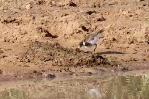 iNaturalist image