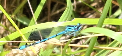 Azure Damselfly