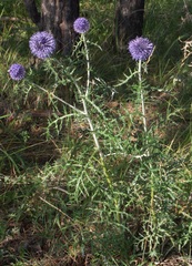 Echinops latifolius