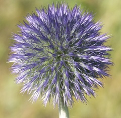 Echinops latifolius