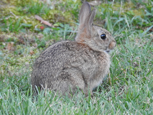 Eastern Cottontail