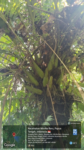 Coelogyne asperata observed 2026-06-02