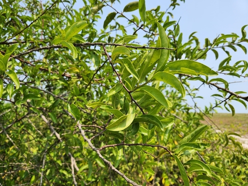 Hog plum