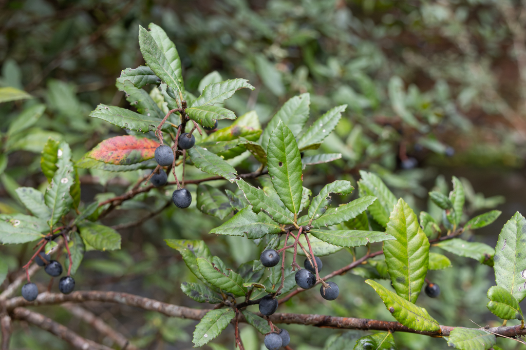black olive-berry