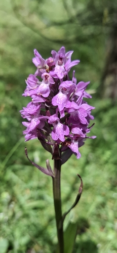 Southern Marsh-orchid