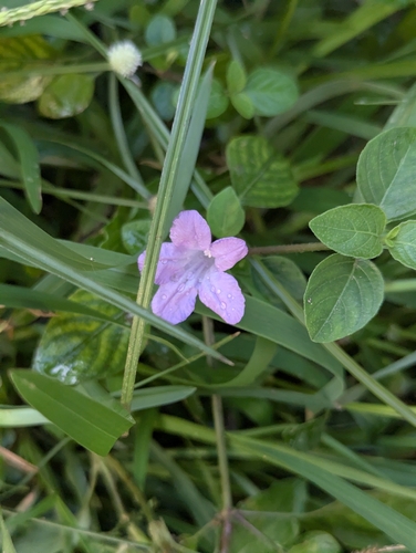 Prostrate Wild Petunia
