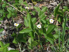 Fragaria moschata