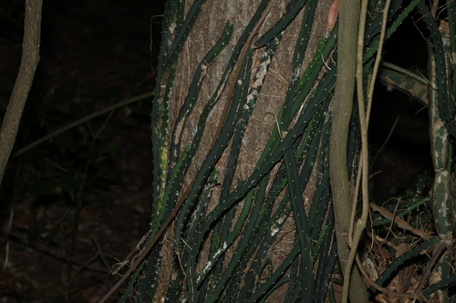 Selenicereus pteranthus, photograph 3