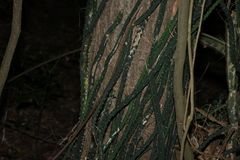 Selenicereus pteranthus, photograph (c) Greg Tasney, some rights reserved (CC BY-SA)