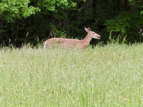 White-tailed Deer