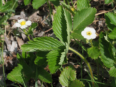 Fragaria moschata