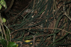 Selenicereus pteranthus, photograph (c) Greg Tasney, some rights reserved (CC BY-SA)