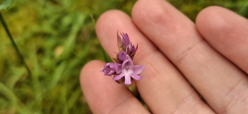 pyramidal orchid