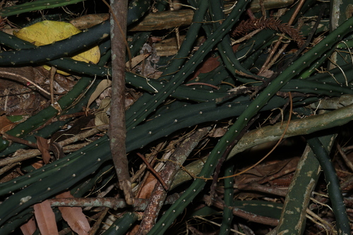 Selenicereus pteranthus, photograph 2