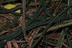 Selenicereus pteranthus, photograph (c) Greg Tasney, some rights reserved (CC BY-SA)