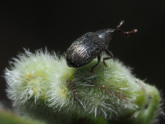 Acalyptus carpini