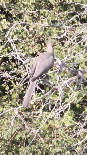 Lowveld Go-Away