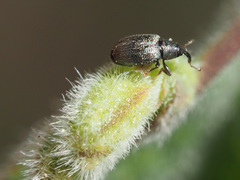 Acalyptus carpini