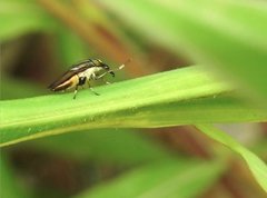 Idiella