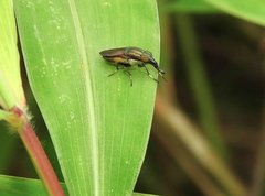 Idiella