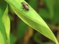 Idiella
