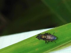 Idiella