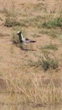 iNaturalist image