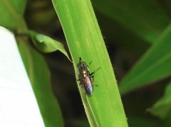 Idiella