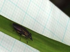 Idiella