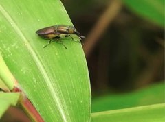 Idiella