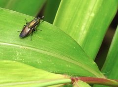 Idiella