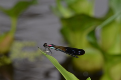 Heliocypha fenestrata