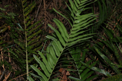 Telmatoblechnum indicum, photograph 5