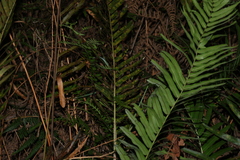 Telmatoblechnum indicum, photograph (c) Greg Tasney, some rights reserved (CC BY-SA)
