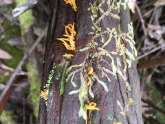 Calocera guepinioides