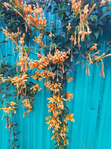 Flame vine