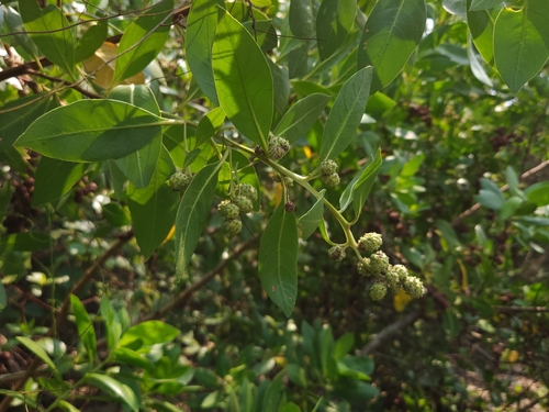 Green Buttonwood