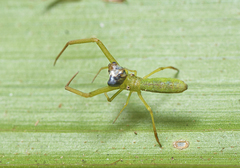 Miagrammopes flavus