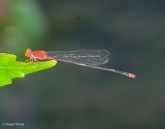 Pseudagrion pilidorsum declaratum
