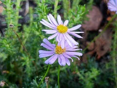 Brachyscome multifida, photograph (c) grampianshiker, some rights reserved (CC BY)
