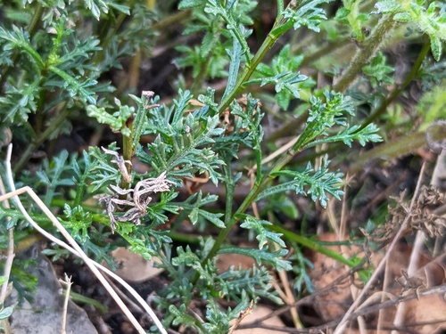 Brachyscome multifida, photograph 6