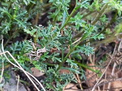 Brachyscome multifida, photograph (c) grampianshiker, some rights reserved (CC BY)