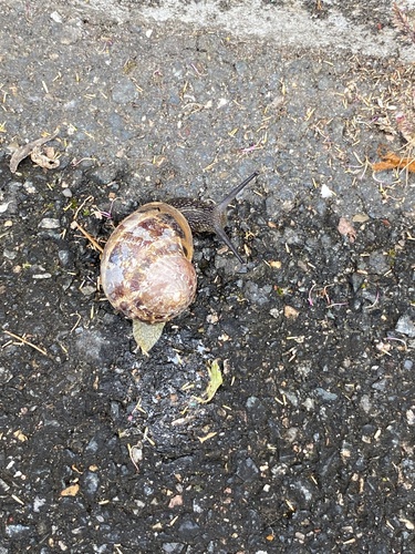 Garden Snail