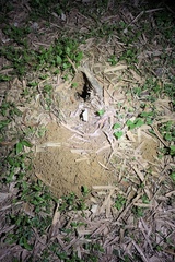 Manis pentadactyla pentadactyla