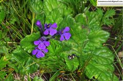 Ajuga ovalifolia