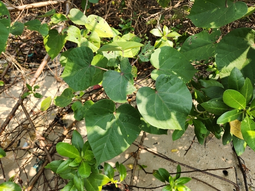 sea hibiscus
