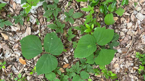 kudzu