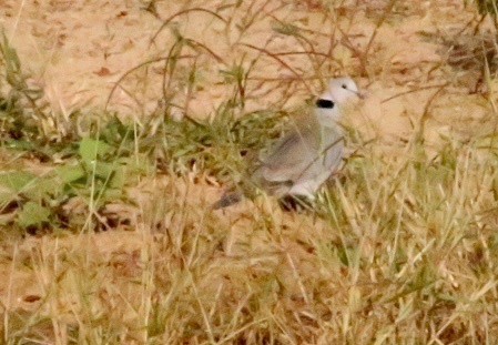 Tropical Cape Turtle Dove
